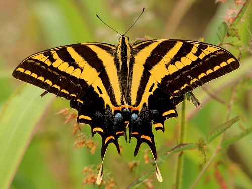 Three-tailed Tiger Swallowtail