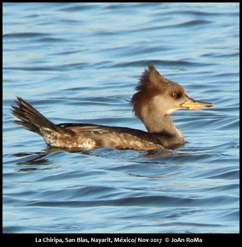 Mexican Birding | Birds Of Western Mexico