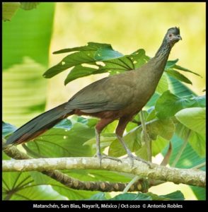 Birds Of Western Mexico - Mexican Birding