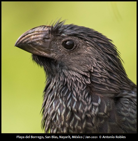 Crotophaga sulcirostris-2 © Antonio Robles