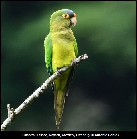 Orange-fronted Parakeet