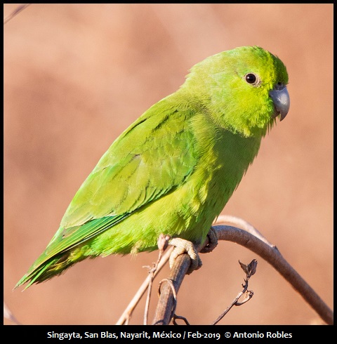 Mexican Parrotlet