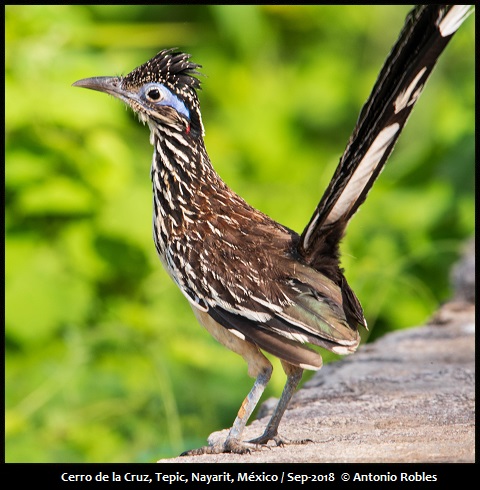 Lesser Roadrunner