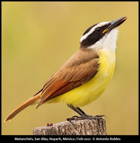 Great Kiskadee