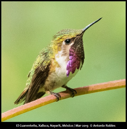 Bumblebee Hummingbird