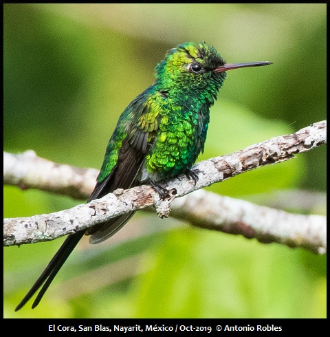 Golden-crowned Emerald