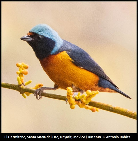 Elegant Euphonia