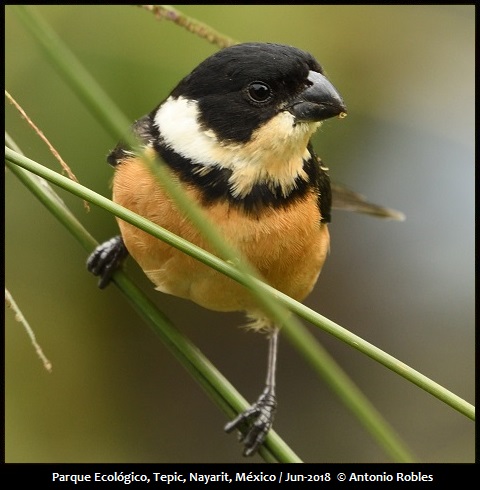 Cinnamon-rumped Seedeater