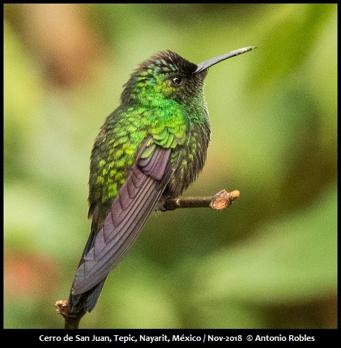 Mexican Woodnymph