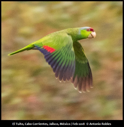 Lilac-crowned Parrot