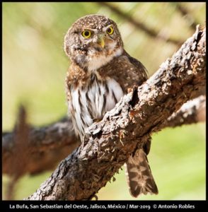 Birds of Western Mexico - Mexican Birding