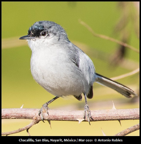 Black-capped Gnatcatcher