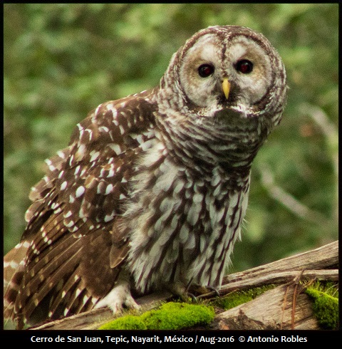 Cinereous Owl