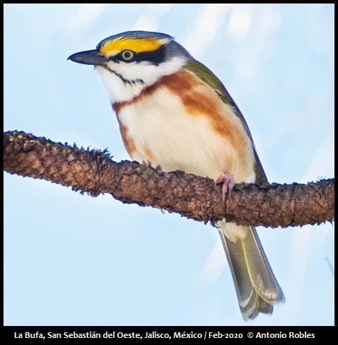 Chestnut-sided Shrike-Vireo