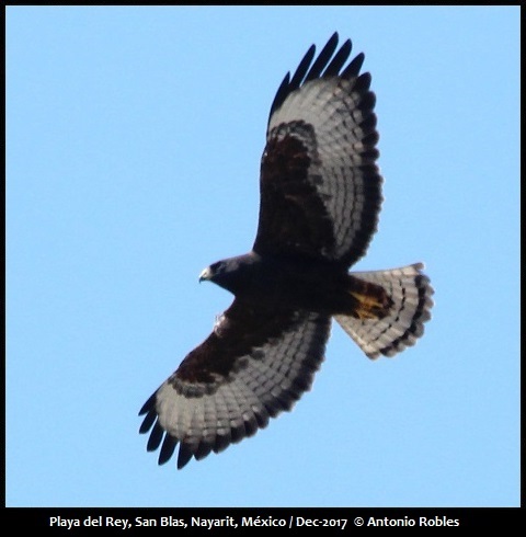 Short-tailed Hawk