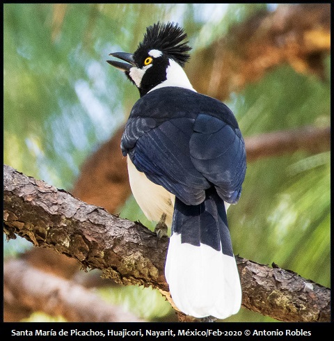 Tufted Jay