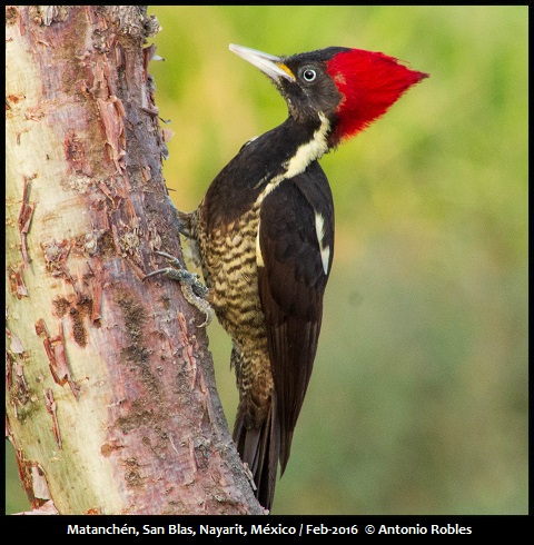 Lineated Woodpecker