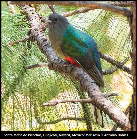 Eared Quetzal