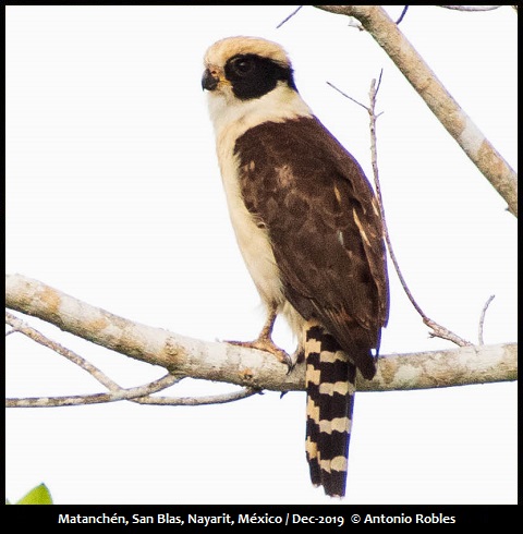 Laughing Falcon