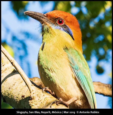 Russet-crowned Motmot