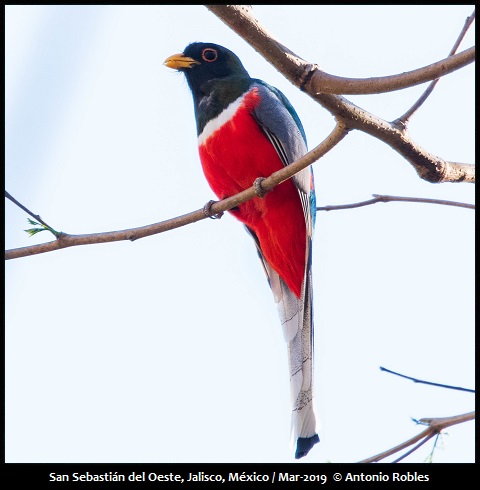 Elegant Trogon