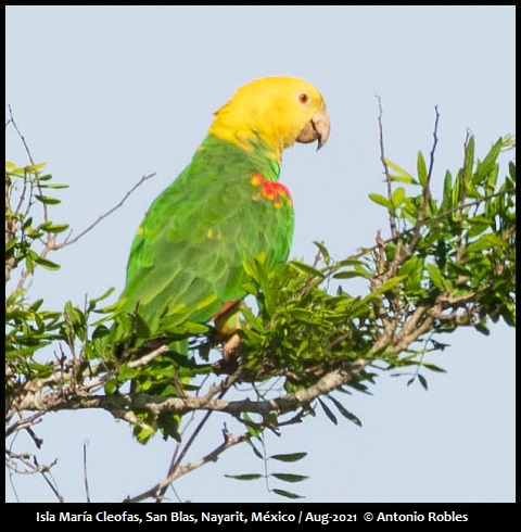 Yellow-headed Parrot