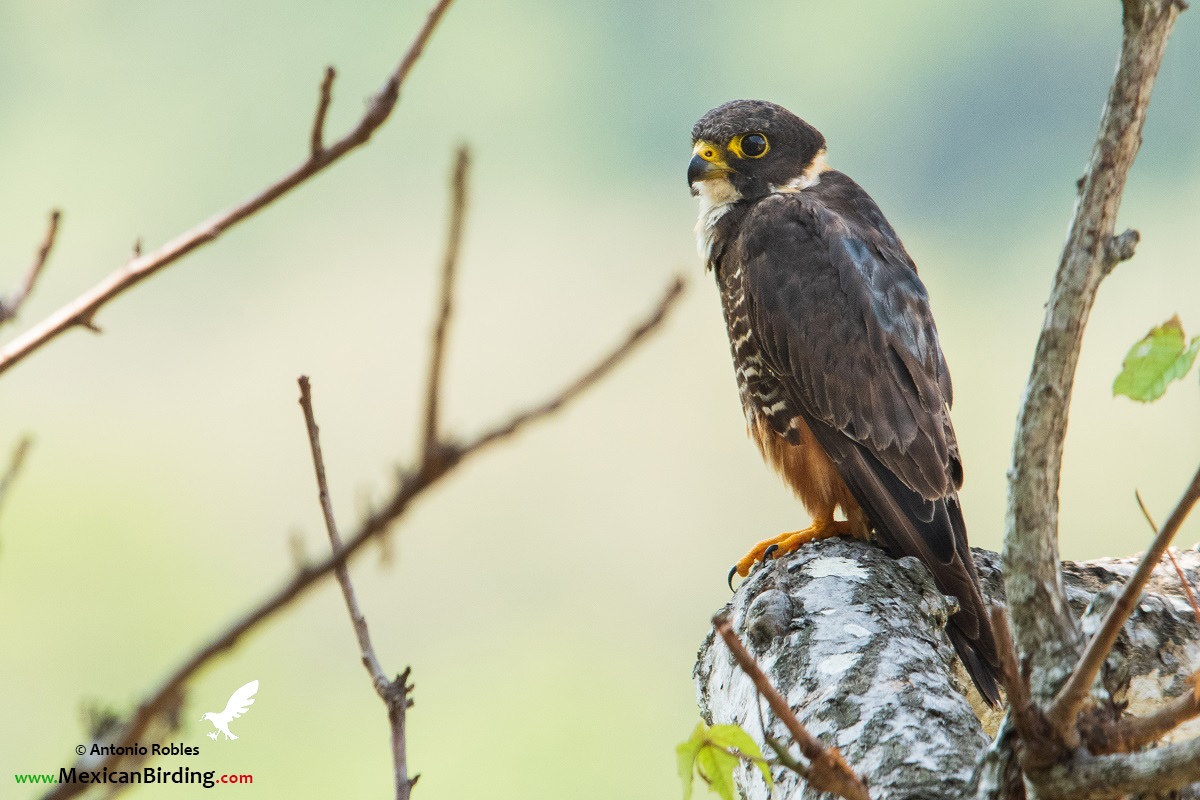 Bat Falcon - Halcón Murcielaguero (Falco rufigularis) - Mexican Birding
