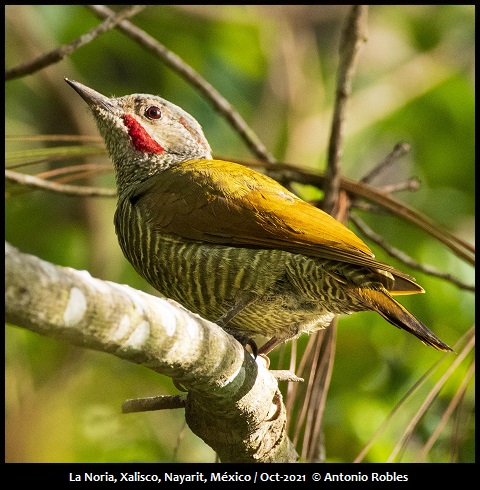 Gray-crowned Woodpecker