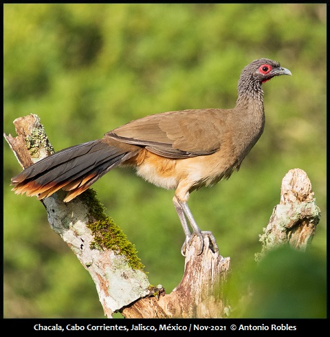 West Mexican Chachalaca