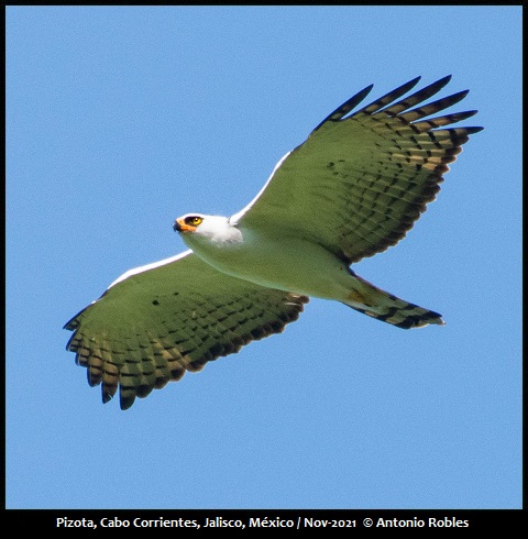 Black-and-white Hawk-Eagle