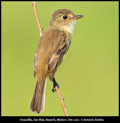 White-throated Flycatcher