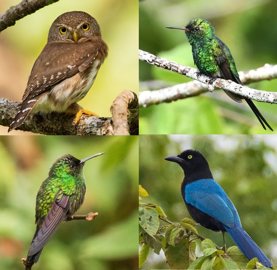 Collage - Aves de Puerto Vallarta - 2x2 2