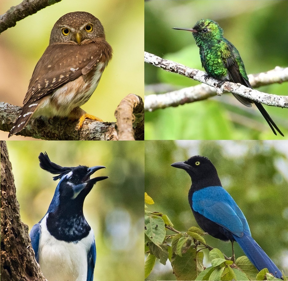 Collage - Aves de Puerto Vallarta - 2x2 3