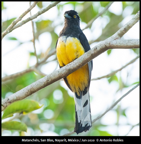 Citreoline Trogon