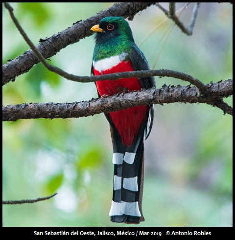 Mountain Trogon