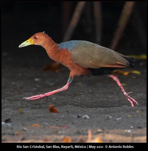 Rufous-necked Wood-Rail