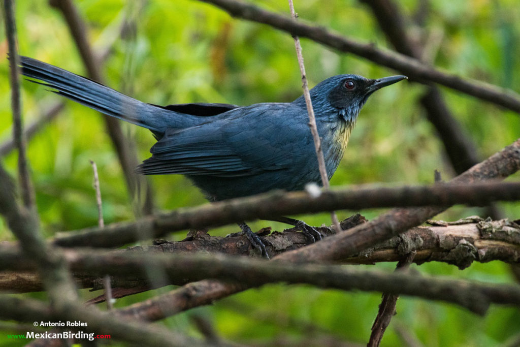 Blue Rocking Bird Blue Mockingbird - Mulato Azul (Melanotis caerulescens) - Mexican Birding