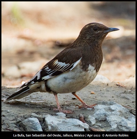 Aztec Thrush