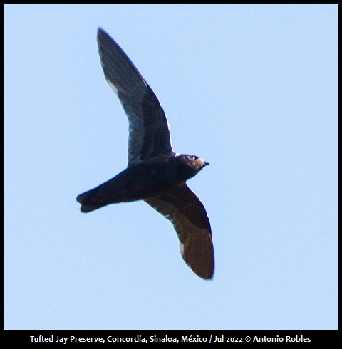 White-naped Swift