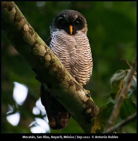 Black-and-white Owl