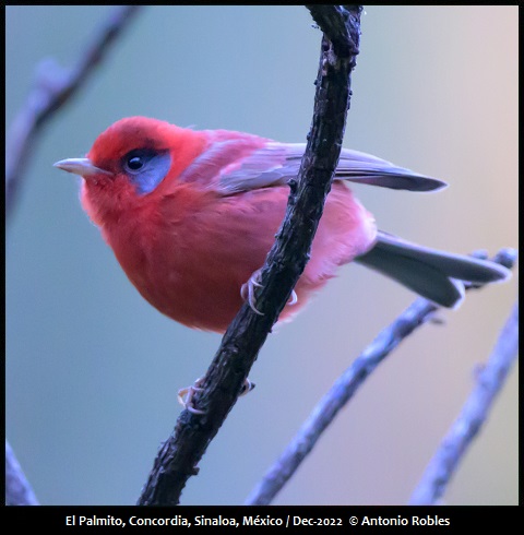 Red Warbler