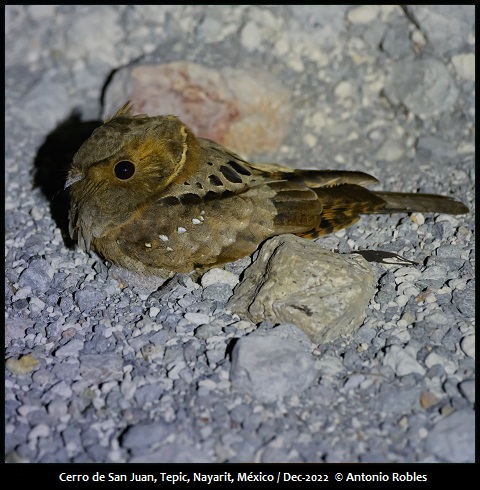 Eared Poorwill