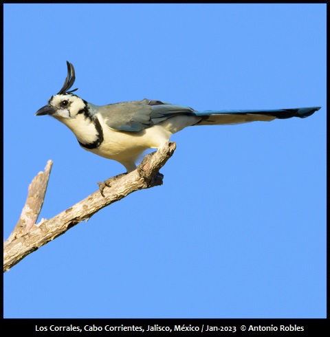 White-throated Magpie-Jay