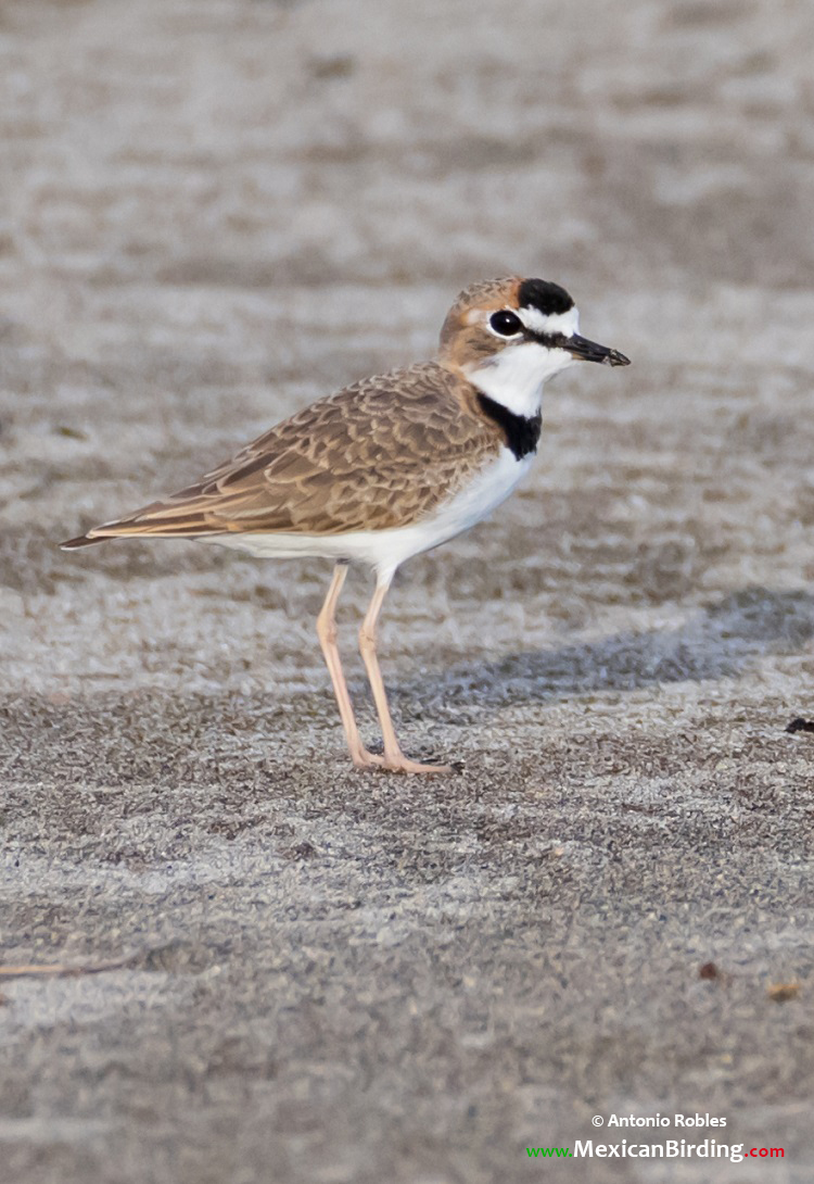 Collared Plover - Chorlo de Collar (Anarhynchus collaris) - Mexican Birding
