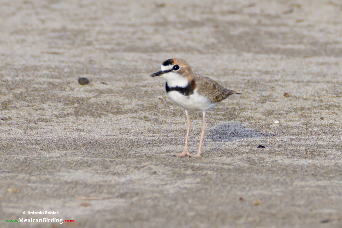 Collared Plover - Chorlo de Collar (Anarhynchus collaris) - Mexican Birding