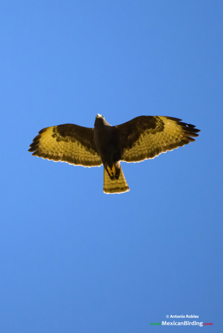 Short-tailed Hawk