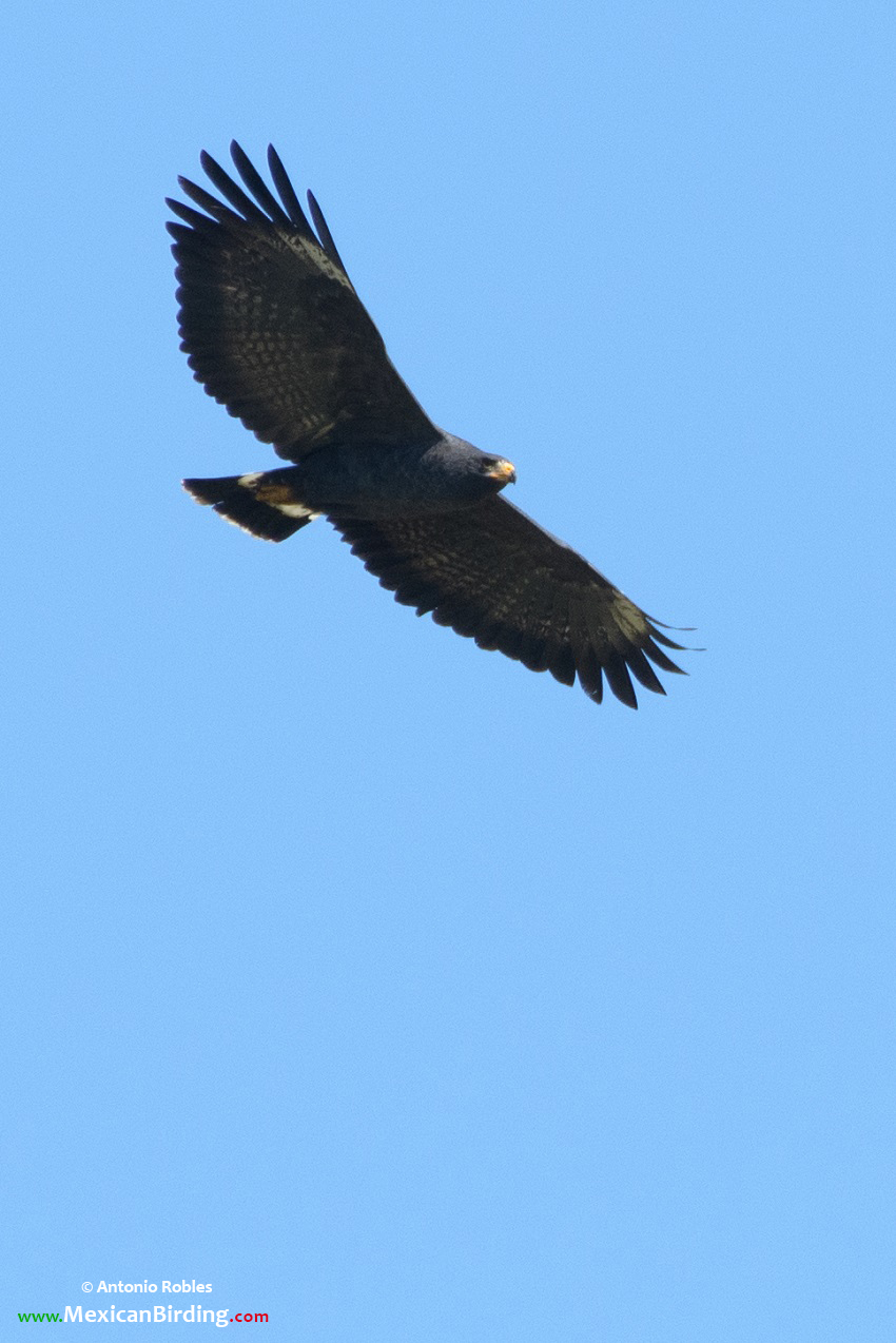 Common Black Hawk - Aguililla Negra Menor (Buteogallus anthracinus ...