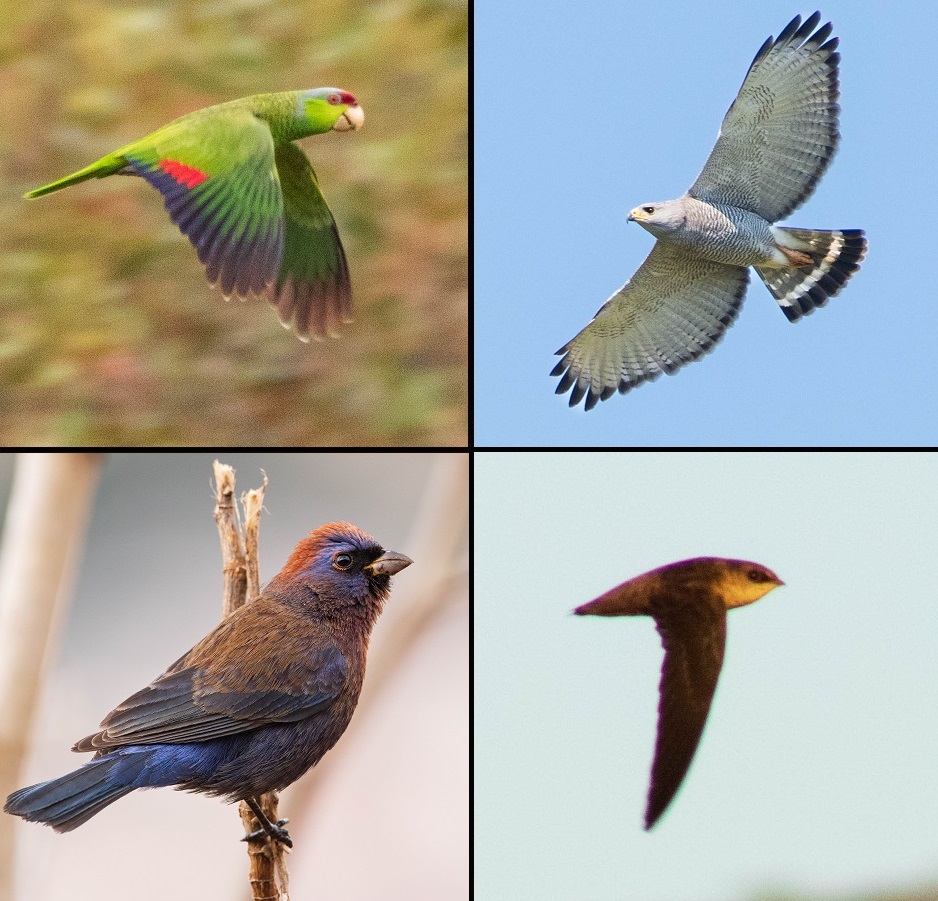 Collage - Aves PV - Ranchito