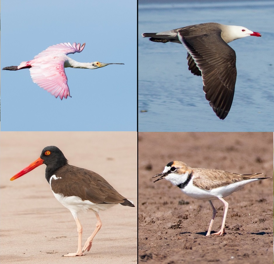 Collage - Aves de Puerto Vallarta - 3