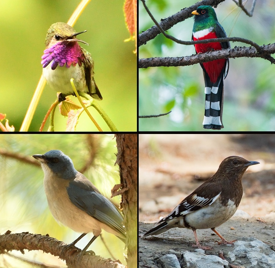 Collage - Aves de Puerto Vallarta - fasd fdsgb